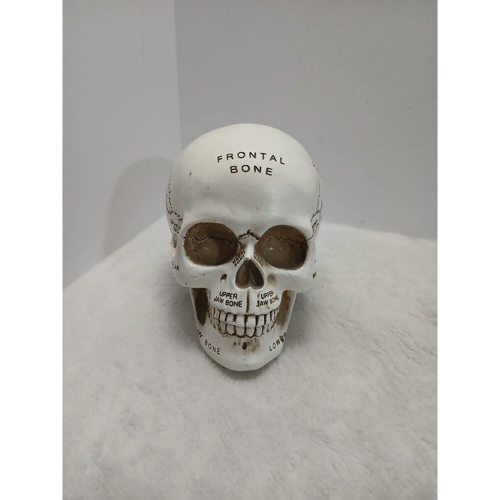 Human Skull Decor Table‎ Top Halloween Decoration Resin Figure 9”